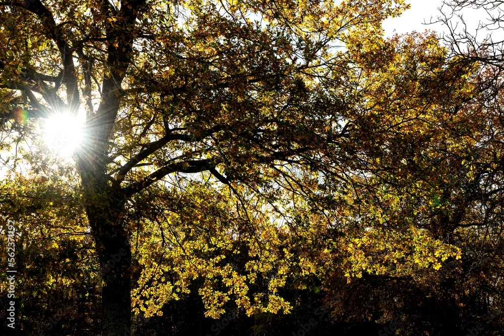 Obraz premium Rayon de lumière passant au travers d'un superbe et gigantesque chêne par une belle journée d'automne au lever du soleil