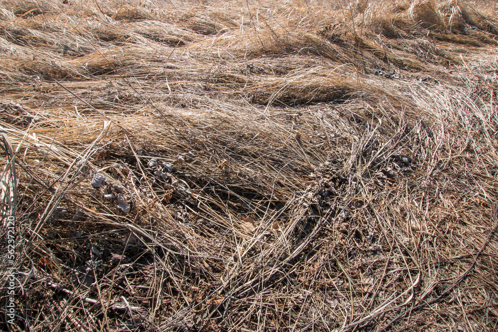 Close-up of old, dry, brown grass, straw texture. Macro textured ecological natural background. Spring after snow. On open air.