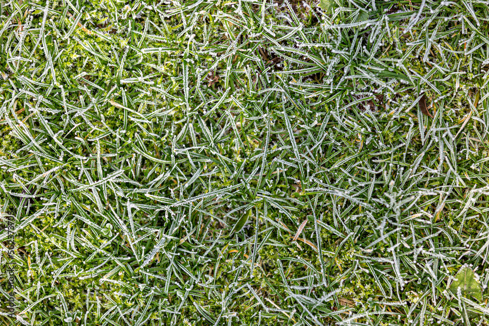 Looking down at a lawn on a cold winter's morning Looking down at a lawn on a cold winter's morning