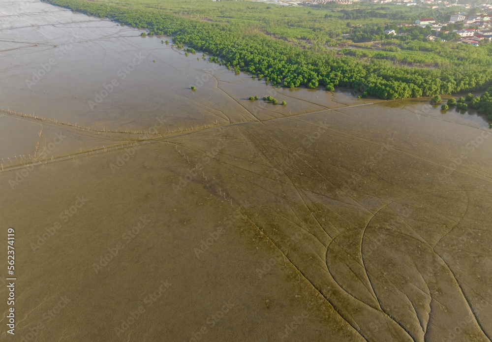 Green mangrove forest with morning sunlight. Mangrove ecosystem