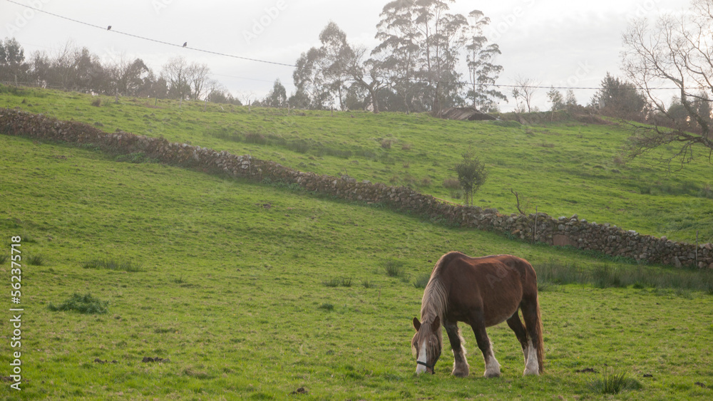 Caballo marrón pastando en ladera verde de Asturias Caballo marrón pastando en ladera verde de Asturias
