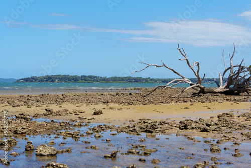 View with dead tree on the beach at low tide. Macleay Island in the distance. Coochiemudlo Island, Queensland, Australia 