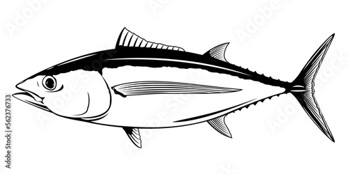 Albacore tuna fish in side view, realistic sea fish illustration on white background, commercial and recreational fisheries photo