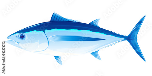 Albacore tuna fish in side view, realistic sea fish illustration on white background, commercial and recreational fisheries