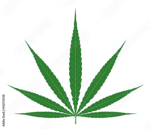 One big green detailed cannabis leaf in front view isolated illustration, plants for medicinal purposes and recreational drug
