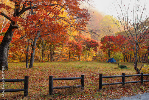 紅葉のキャンプ場