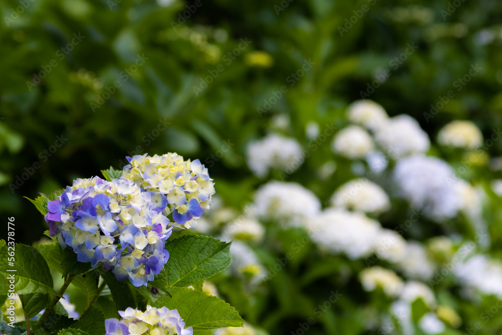 アジサイの花