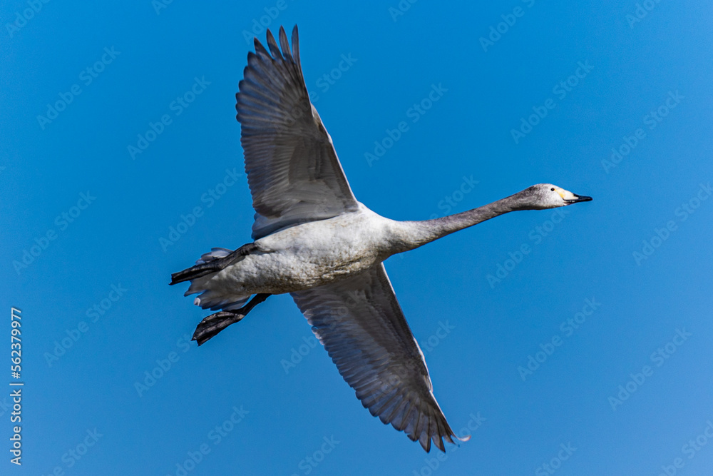 Fototapeta premium 白鳥