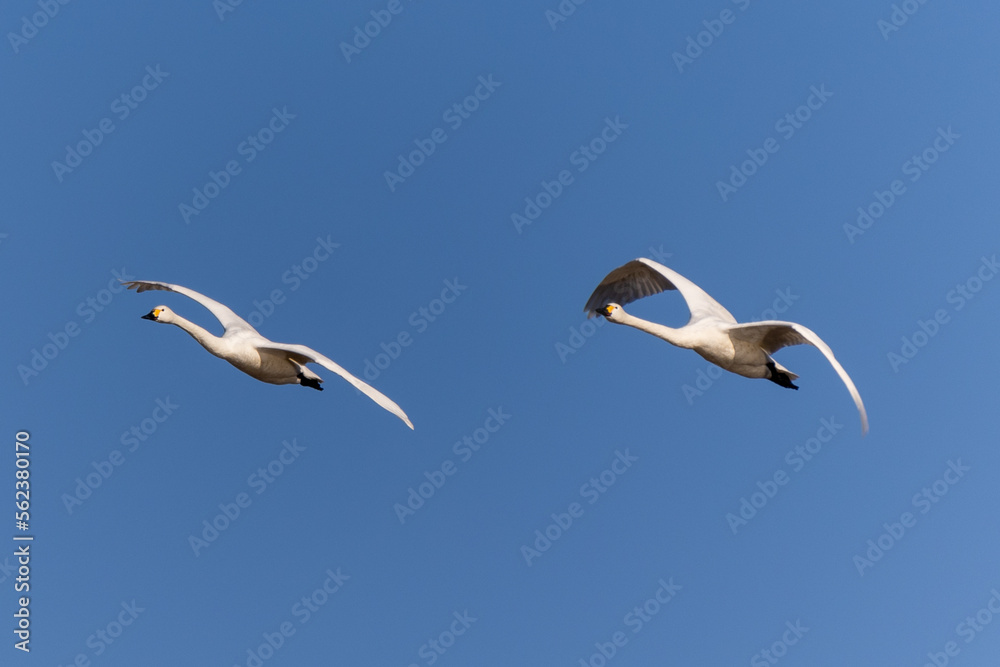 Obraz premium 白鳥