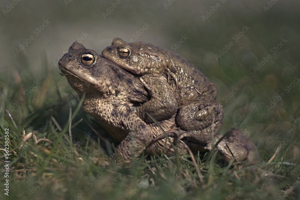 A pair of common toads during mating. A couple of common toads in the meadow. Common toads in grass. A pair of common toads during mating. A couple of common toads in the meadow. Common toads in grass.