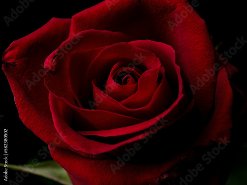 Fototapeta Naklejka Na Ścianę i Meble -  macro shot of a beautiful red rose