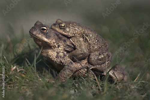 A pair of common toads during mating. A couple of common toads in the meadow. Common toads in grass. 