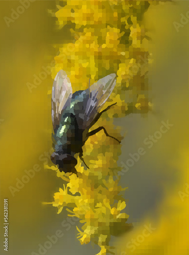 the green fly drinks the nectar from the goldenrod