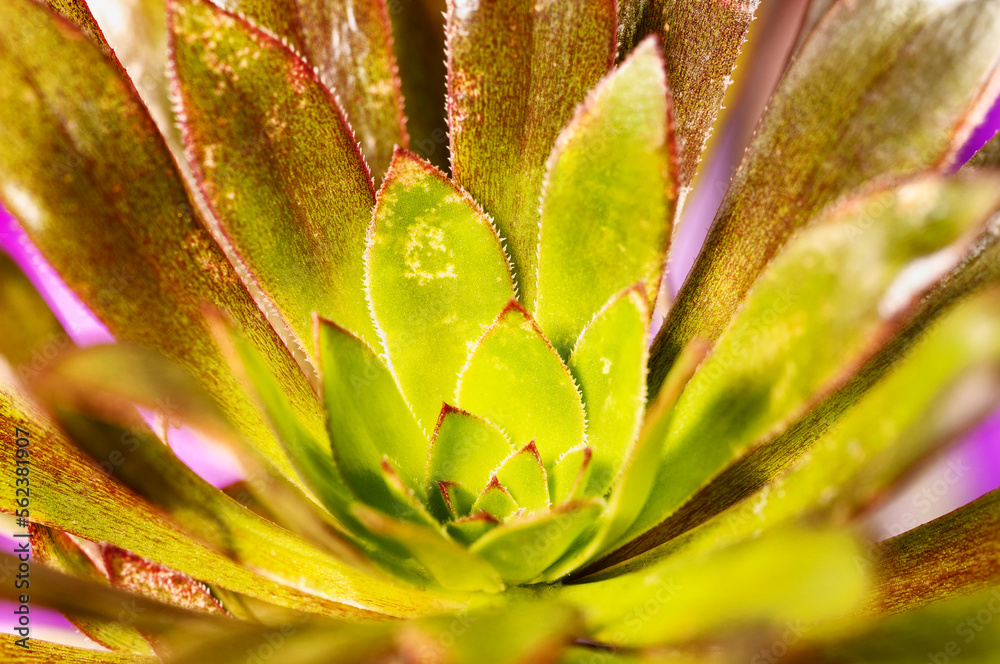 Fototapeta premium Evergreen plant , common houseleek