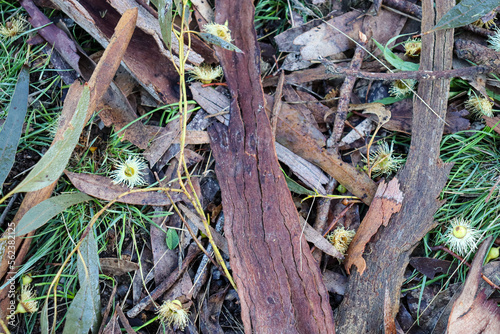 bark and eucalyptus flowers on ground in australian bushland