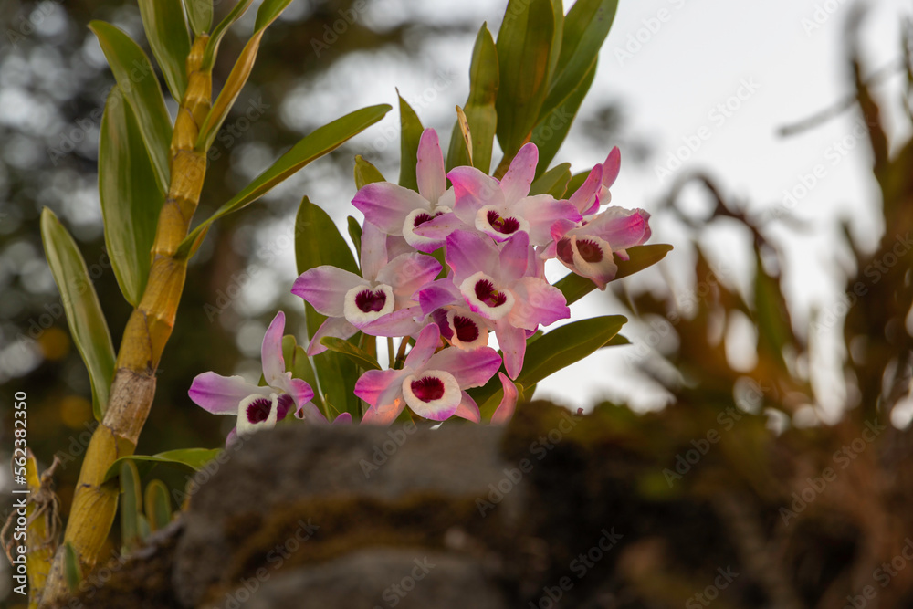 Orchid known as doll's eye. Scientific name dendrobium nobile. Stock
