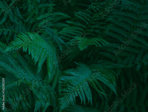 Fototapeta Green fern thickets in the woods - background