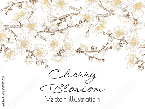 Vector linear graphic illustration of blossoming cherry branches in engraving style