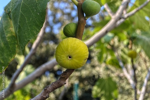 figs on tree