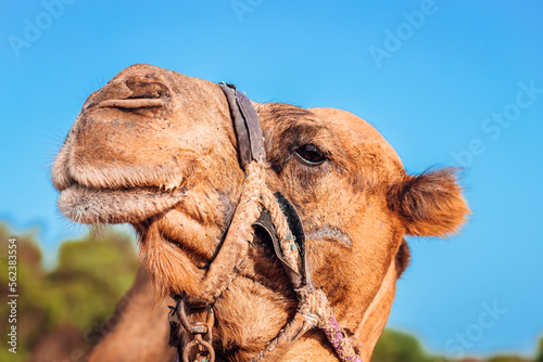 Gros plan d une t  te d un chameau 