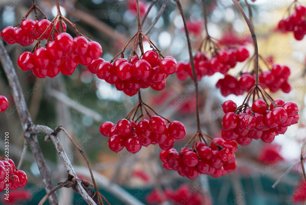 Red viburnum berries on brown branches without leaves. Winter food for birds. Cold winter day. On open air. Red viburnum berries on brown branches without leaves. Winter food for birds. Cold winter day. On open air.