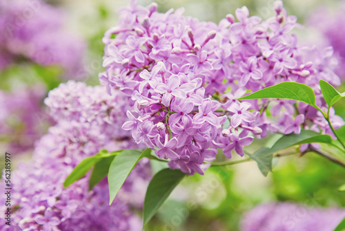 Big lilac branch bloom. Bright blooms of spring lilacs bush. Spring blue lilac flowers close-up on blurred background.