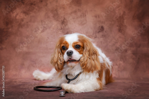 Portrait of a dog cavalier king charles spaniel with a stethoscope, veterinary clinic, treatment of dogs, studio photo, on a brown background