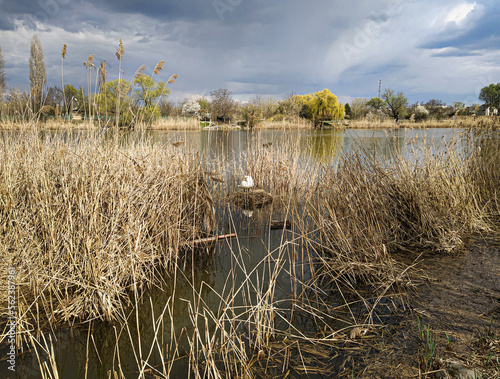 A swan among the reeds