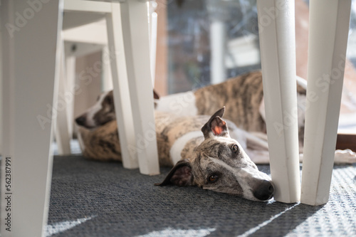 Two dogs resting on the rug under the table, whippet breed © German