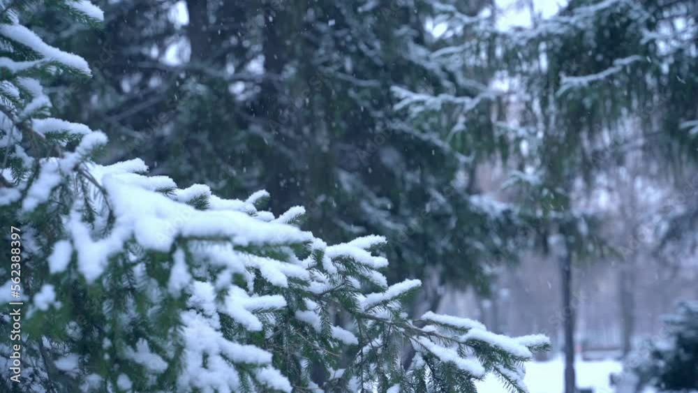 Falling snow and fir branches in the park, slow motion