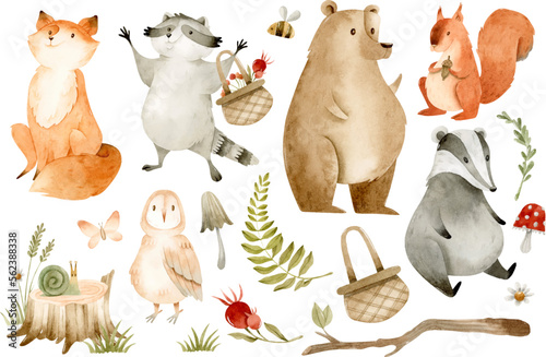 Forest animals and watercolor nature elements isolated clipart set