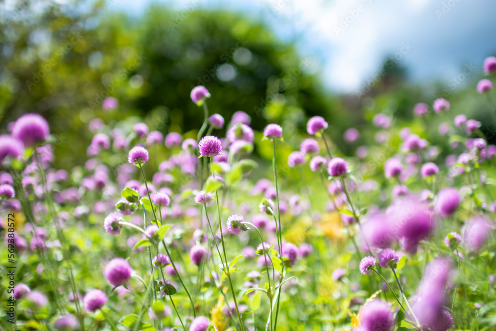 Obraz premium purple wildflowers grown in the garden a beautiful purple flower Out-of-focus natural scenery, high-resolution photo editing image source