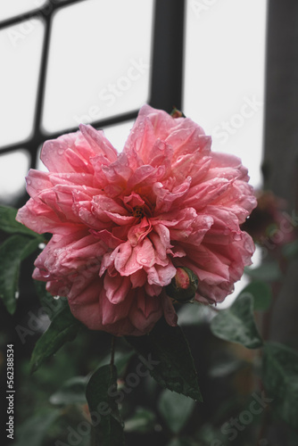 Common Rose