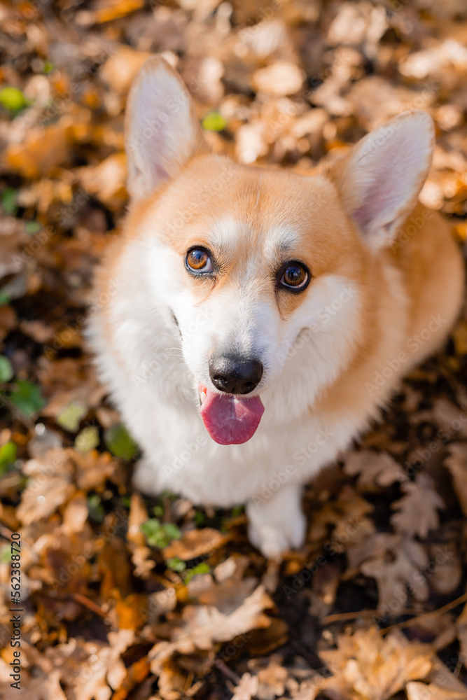 cute corgi dog on a walk in autumn in the forest cute corgi dog on a walk in autumn in the forest