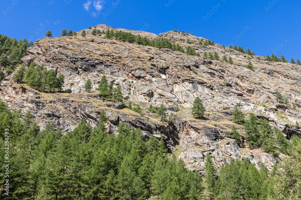 Alpine granite rocks partially covered with evergreen coniferous trees at different heights under bright blue sky on sunny day, Aosta valley, Italy