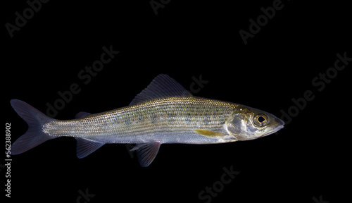 Thymallus thymallus, the grayling or European grayling