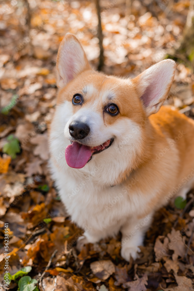 cute corgi dog on a walk in autumn in the forest cute corgi dog on a walk in autumn in the forest