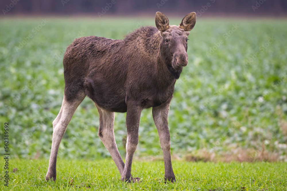 Fototapeta premium Moose