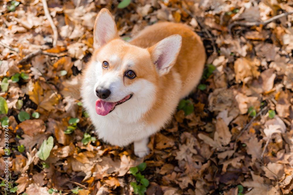 cute corgi dog on a walk in autumn in the forest