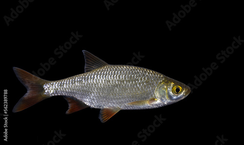 The common rudd (Scardinius erythrophthalmus)