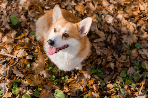 cute corgi dog on a walk in autumn in the forest. High quality photo