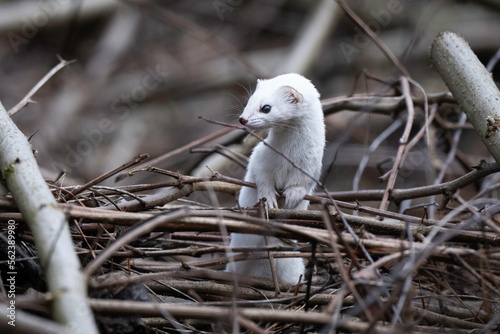 weasel in winter robe