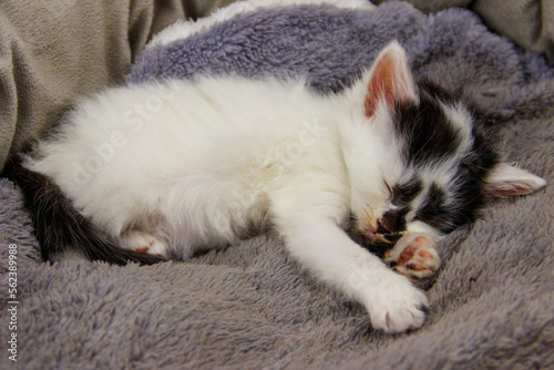Cute little kitten sleeping in a grey cat bed © olyasolodenko