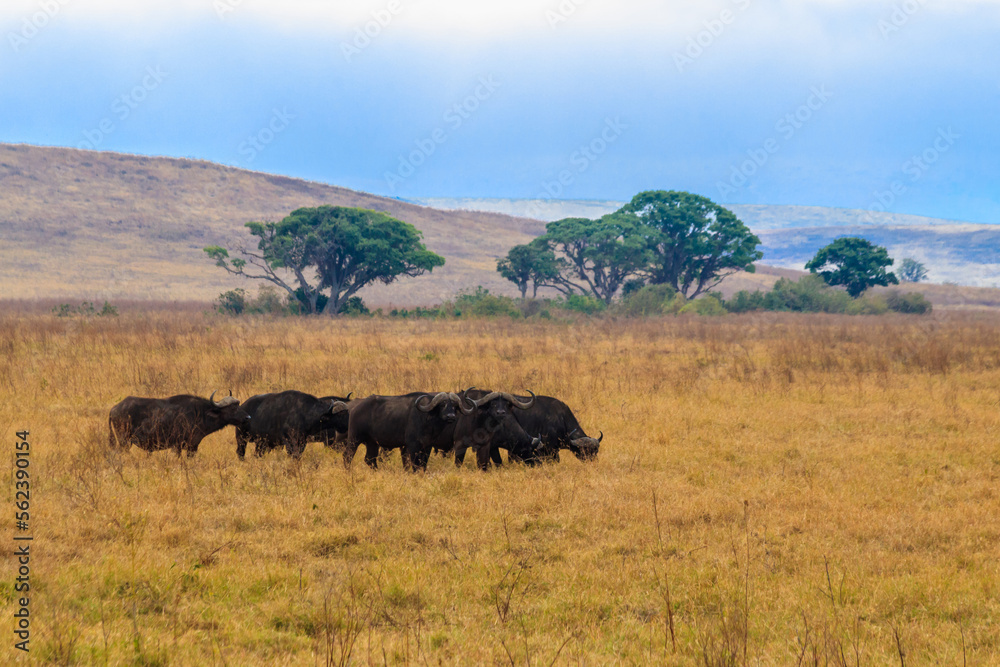 Herd of African buffalo or Cape buffalo (Syncerus caffer) in Ngorongoro Crater National Park in Tanzania. Wildlife of Africa