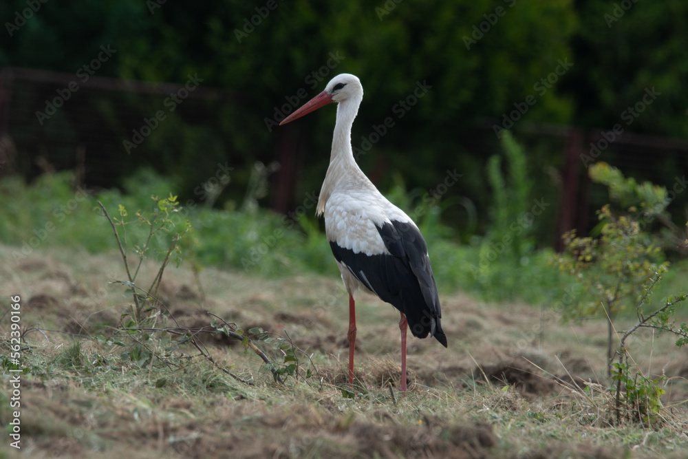 Fototapeta premium bocian w Polsce od wiosny do lata