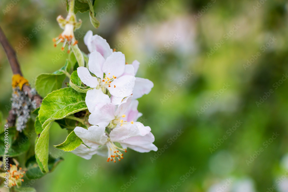 Obraz premium White flowers bloom on the branches of an apple tree in spring in cloudy weather