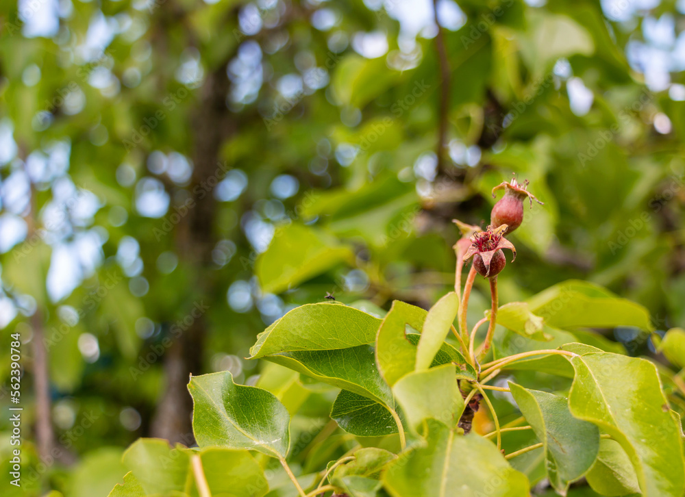 A young pear ripens on a tree with green leaves in an orchard in spring A young pear ripens on a tree with green leaves in an orchard in spring