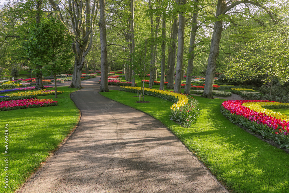 Beautiful scenery in Keukenhof royal flower garden in the Netherlands with beautiful flowerbeds and no people Beautiful scenery in Keukenhof royal flower garden in the Netherlands with beautiful flowerbeds and no people