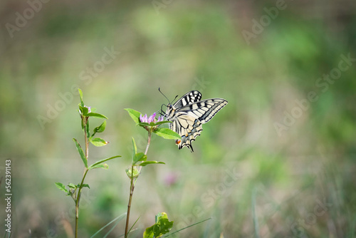 swallowtail butterfly