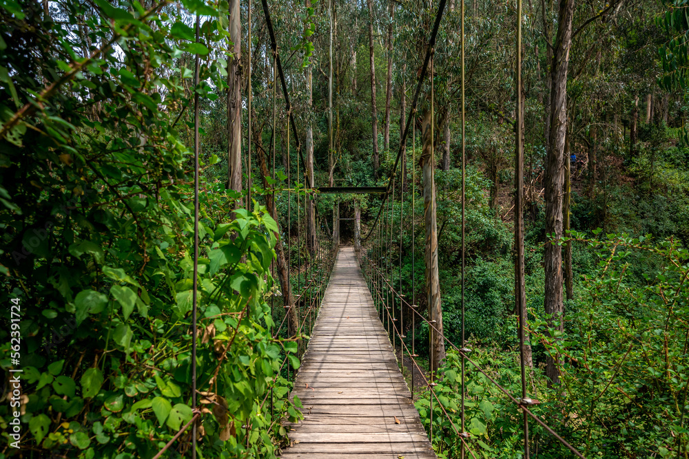 hanging wooden bridge in the forest hanging wooden bridge in the forest